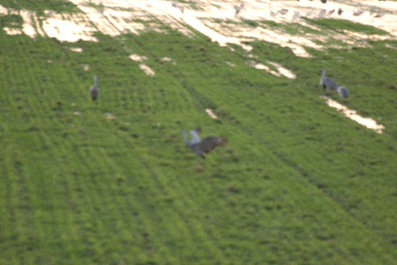 JasperPulaski110109-9937.jpg - Sandhill Cranes twilight flight to Jasper-Pulaski Fish and Wildlife Area