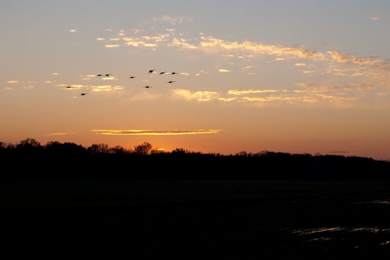 JasperPulaski110109-9938.jpg - Sandhill Cranes twilight flight to Jasper-Pulaski Fish and Wildlife Area