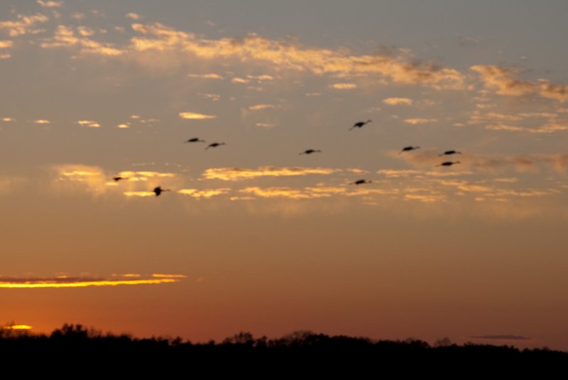 JasperPulaski110109-9939.jpg - Sandhill Cranes twilight flight to Jasper-Pulaski Fish and Wildlife Area