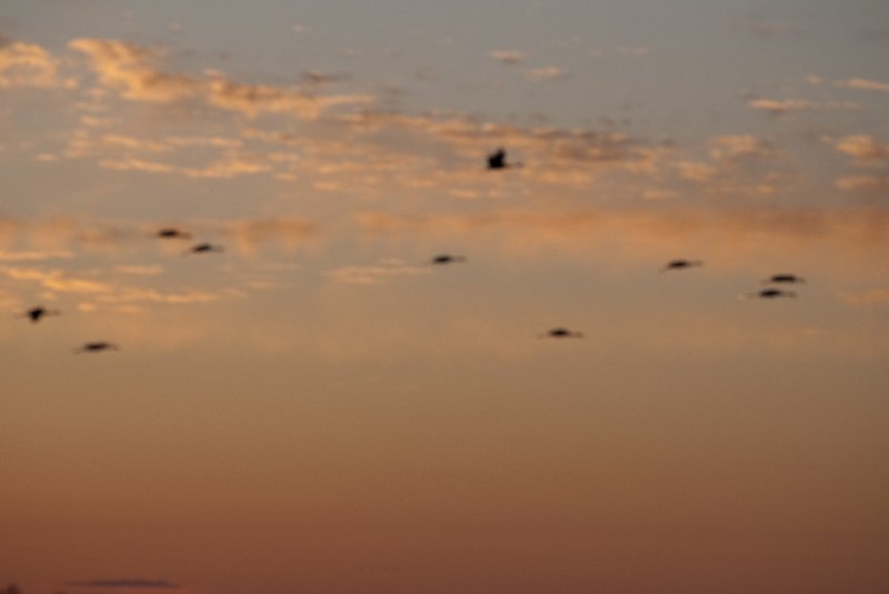 JasperPulaski110109-9940.jpg - Sandhill Cranes twilight flight to Jasper-Pulaski Fish and Wildlife Area