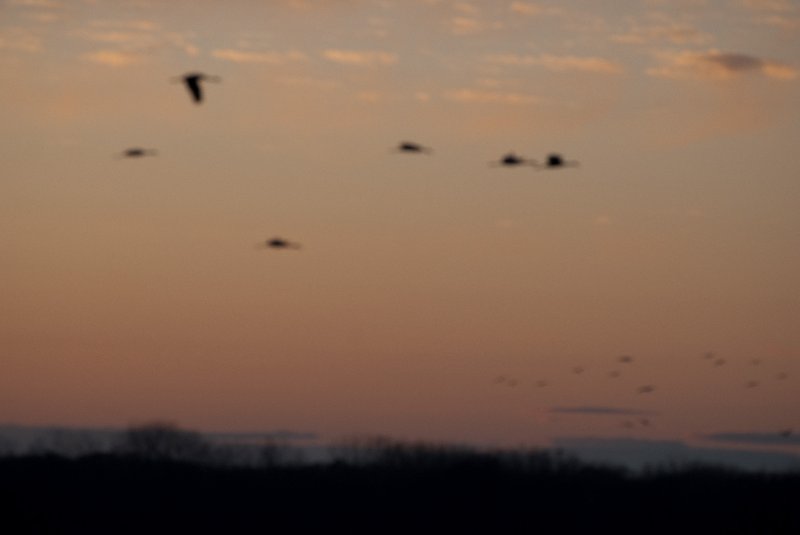 JasperPulaski110109-9941.jpg - Sandhill Cranes twilight flight to Jasper-Pulaski Fish and Wildlife Area