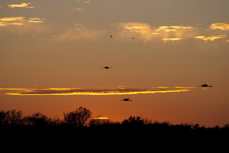 JasperPulaski110109-9944.jpg - Sandhill Cranes twilight flight to Jasper-Pulaski Fish and Wildlife Area