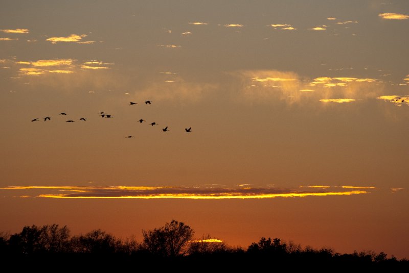 JasperPulaski110109-9945.jpg - Sandhill Cranes twilight flight to Jasper-Pulaski Fish and Wildlife Area