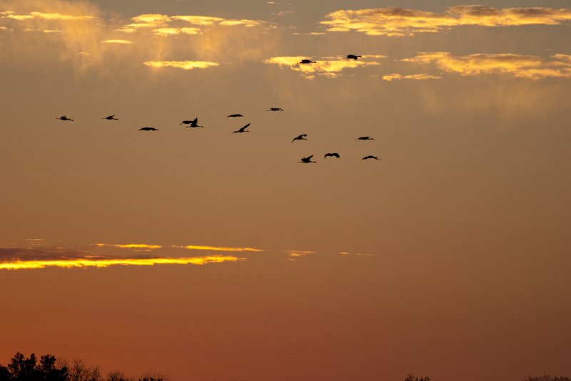 JasperPulaski110109-9946.jpg - Sandhill Cranes twilight flight to Jasper-Pulaski Fish and Wildlife Area