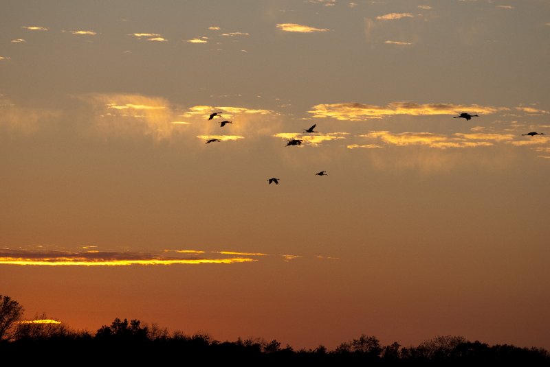 JasperPulaski110109-9947.jpg - Sandhill Cranes twilight flight to Jasper-Pulaski Fish and Wildlife Area