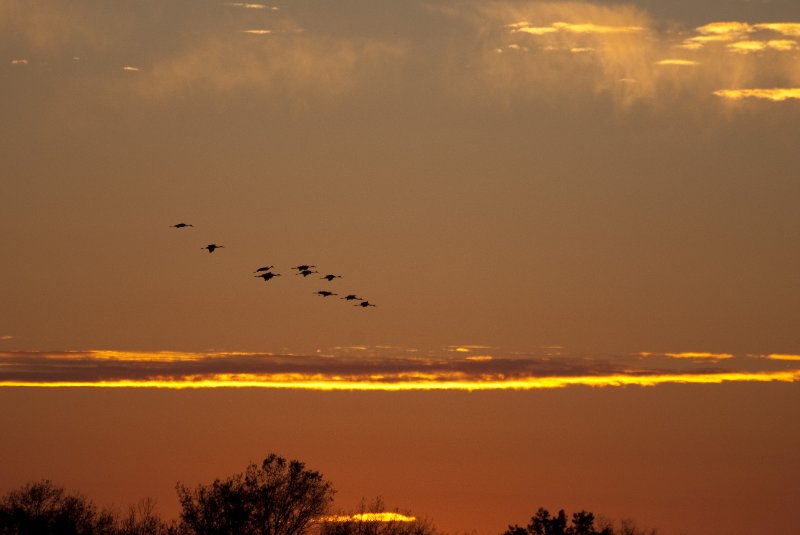 JasperPulaski110109-9948.jpg - Sandhill Cranes twilight flight to Jasper-Pulaski Fish and Wildlife Area