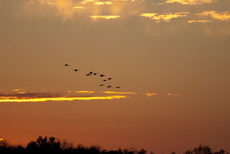 JasperPulaski110109-9949.jpg - Sandhill Cranes twilight flight to Jasper-Pulaski Fish and Wildlife Area