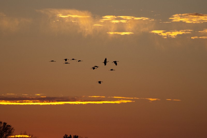 JasperPulaski110109-9950.jpg - Sandhill Cranes twilight flight to Jasper-Pulaski Fish and Wildlife Area