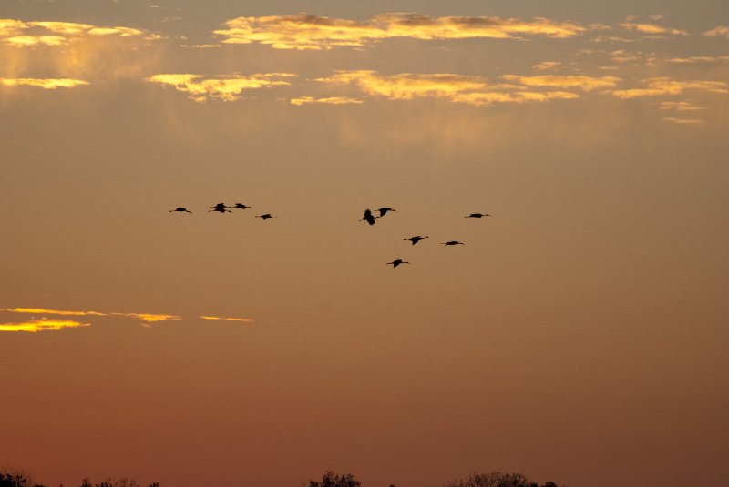 JasperPulaski110109-9951.jpg - Sandhill Cranes twilight flight to Jasper-Pulaski Fish and Wildlife Area