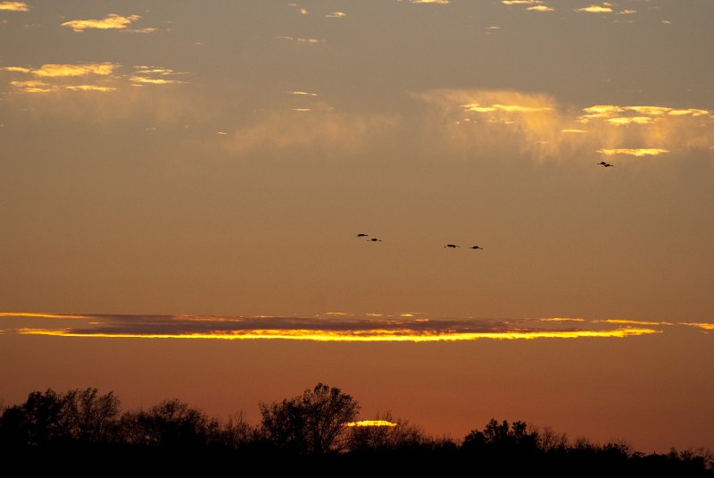 JasperPulaski110109-9952.jpg - Sandhill Cranes twilight flight to Jasper-Pulaski Fish and Wildlife Area