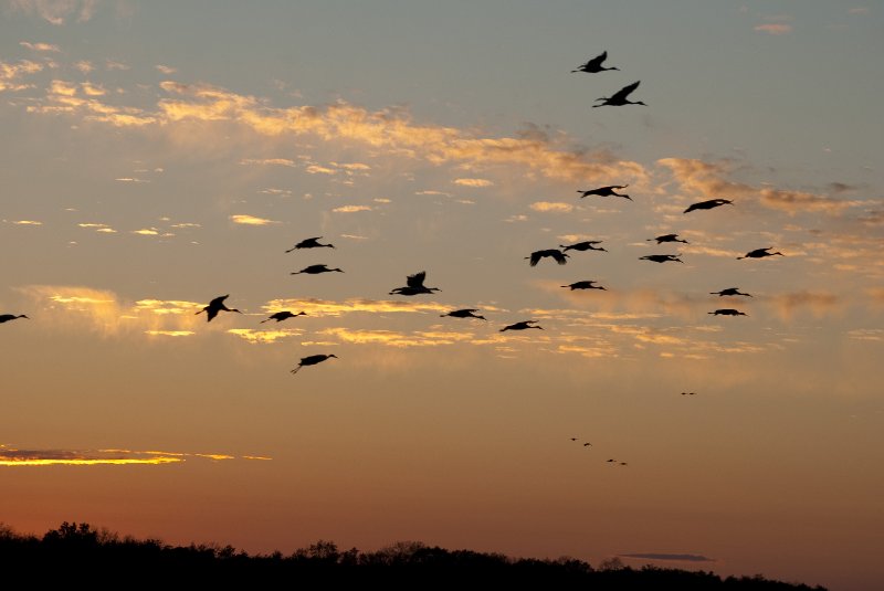 JasperPulaski110109-9954.jpg - Sandhill Cranes twilight flight to Jasper-Pulaski Fish and Wildlife Area