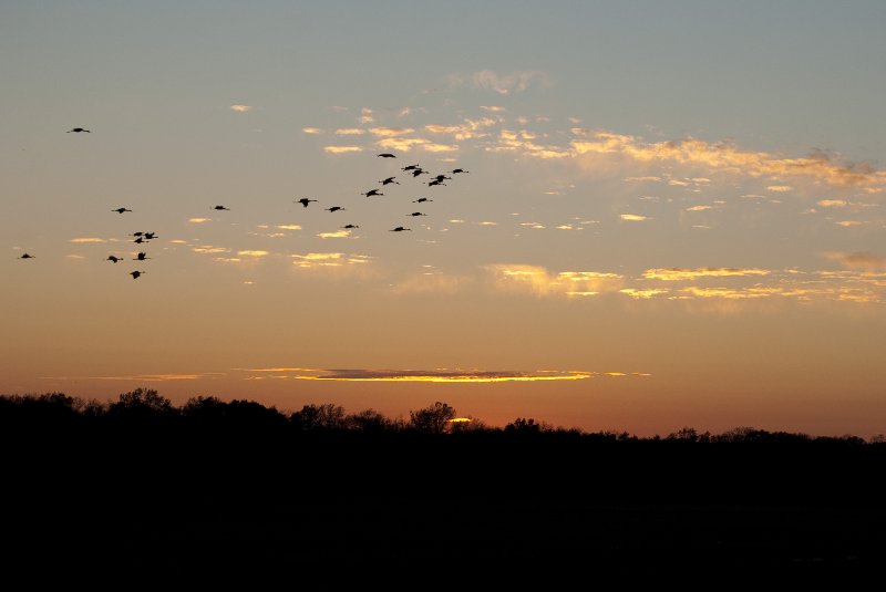 JasperPulaski110109-9956.jpg - Sandhill Cranes twilight flight to Jasper-Pulaski Fish and Wildlife Area