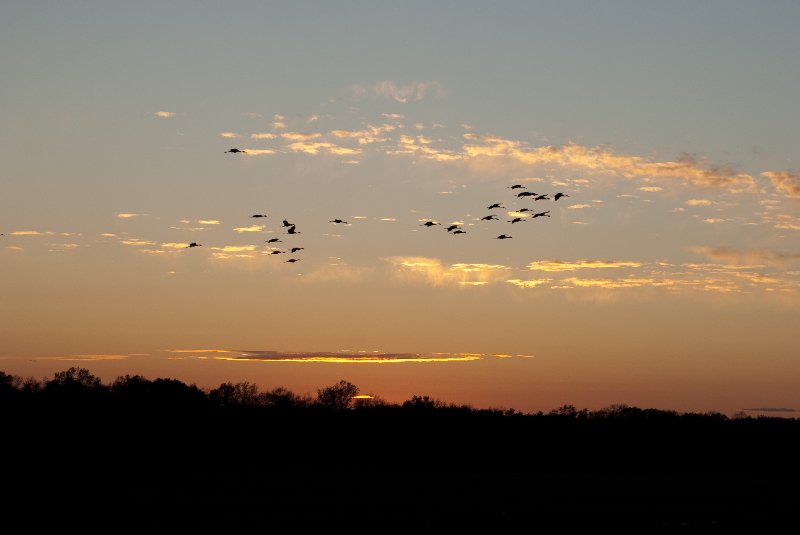 JasperPulaski110109-9957.jpg - Sandhill Cranes twilight flight to Jasper-Pulaski Fish and Wildlife Area