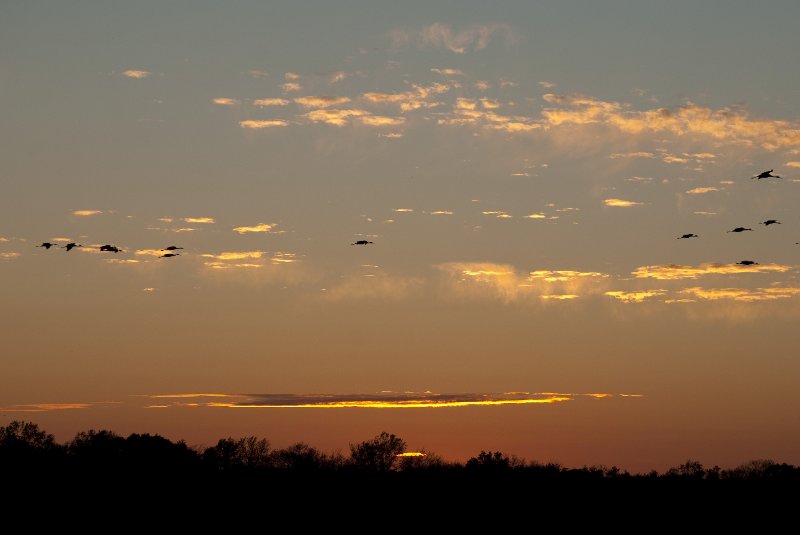 JasperPulaski110109-9958.jpg - Sandhill Cranes twilight flight to Jasper-Pulaski Fish and Wildlife Area