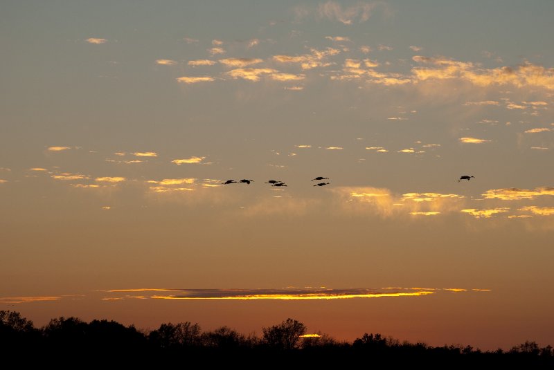 JasperPulaski110109-9959.jpg - Sandhill Cranes twilight flight to Jasper-Pulaski Fish and Wildlife Area