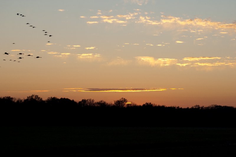 JasperPulaski110109-9960.jpg - Sandhill Cranes twilight flight to Jasper-Pulaski Fish and Wildlife Area