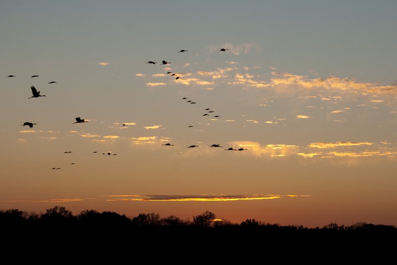 JasperPulaski110109-9961.jpg - Sandhill Cranes twilight flight to Jasper-Pulaski Fish and Wildlife Area