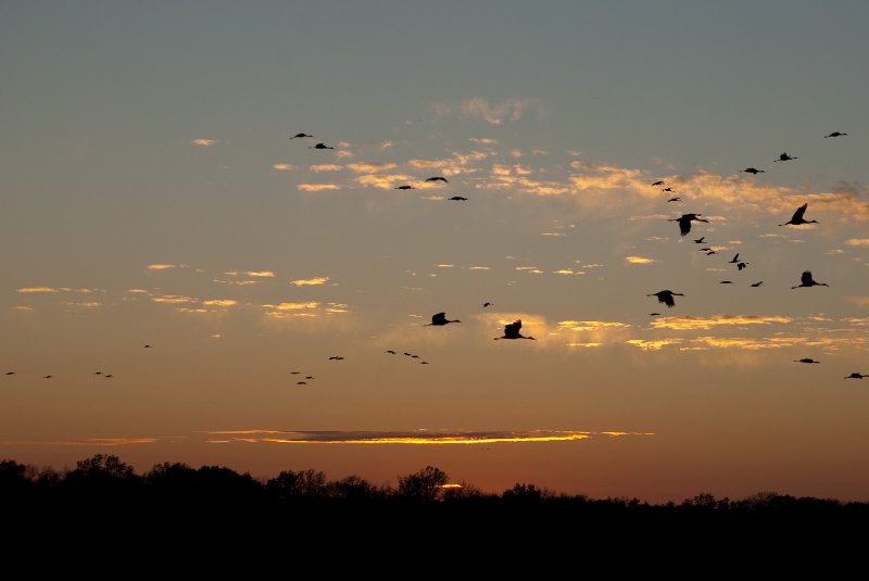 JasperPulaski110109-9963.jpg - Sandhill Cranes twilight flight to Jasper-Pulaski Fish and Wildlife Area