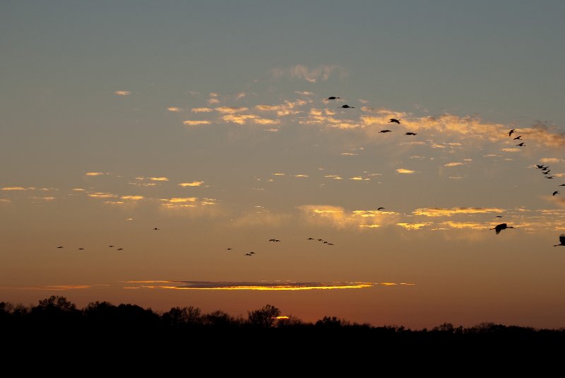 JasperPulaski110109-9964.jpg - Sandhill Cranes twilight flight to Jasper-Pulaski Fish and Wildlife Area