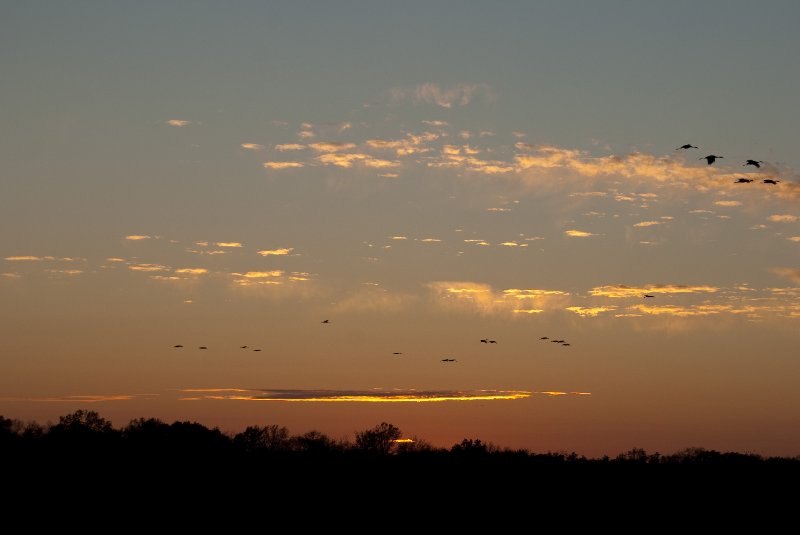 JasperPulaski110109-9965.jpg - Sandhill Cranes twilight flight to Jasper-Pulaski Fish and Wildlife Area