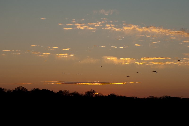 JasperPulaski110109-9966.jpg - Sandhill Cranes twilight flight to Jasper-Pulaski Fish and Wildlife Area