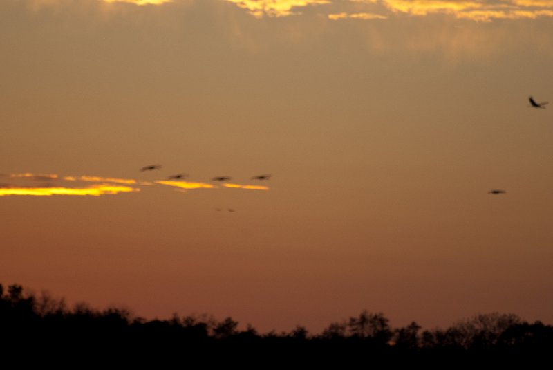 JasperPulaski110109-9967.jpg - Sandhill Cranes twilight flight to Jasper-Pulaski Fish and Wildlife Area