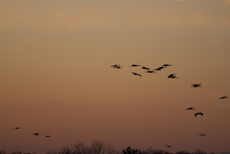 JasperPulaski110109-9968.jpg - Sandhill Cranes twilight flight to Jasper-Pulaski Fish and Wildlife Area