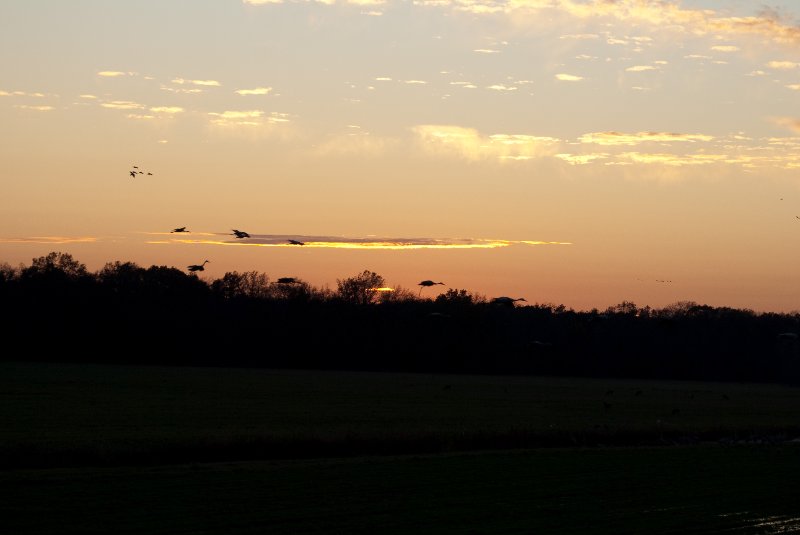 JasperPulaski110109-9969.jpg - Sandhill Cranes twilight flight to Jasper-Pulaski Fish and Wildlife Area