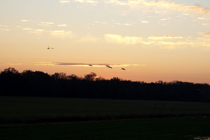 JasperPulaski110109-9970.jpg - Sandhill Cranes twilight flight to Jasper-Pulaski Fish and Wildlife Area