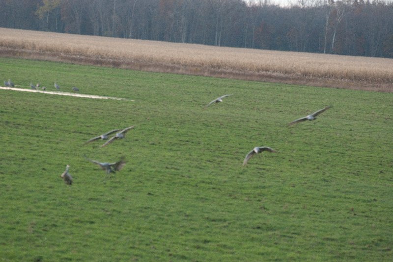 JasperPulaski110109-9971.jpg - Sandhill Cranes twilight flight to Jasper-Pulaski Fish and Wildlife Area