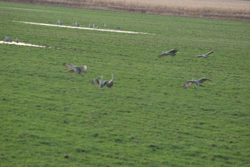 JasperPulaski110109-9972.jpg - Sandhill Cranes twilight flight to Jasper-Pulaski Fish and Wildlife Area