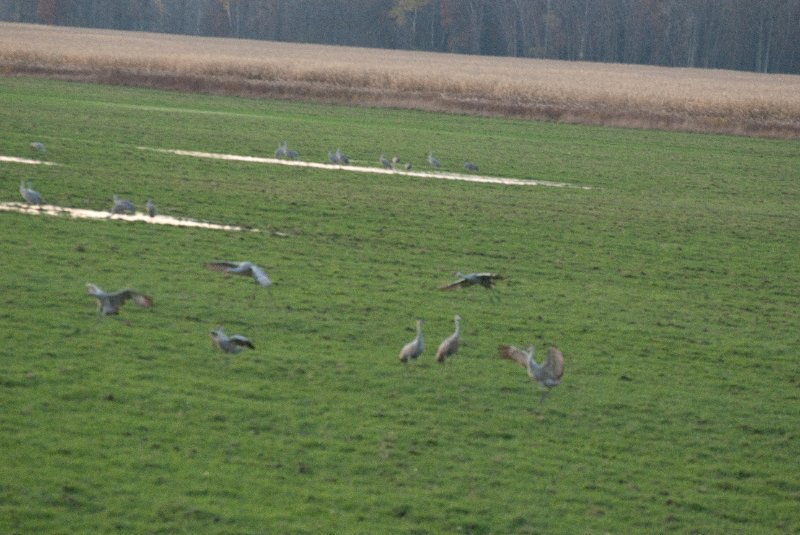 JasperPulaski110109-9973.jpg - Sandhill Cranes twilight flight to Jasper-Pulaski Fish and Wildlife Area