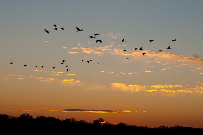 JasperPulaski110109-9974.jpg - Sandhill Cranes twilight flight to Jasper-Pulaski Fish and Wildlife Area