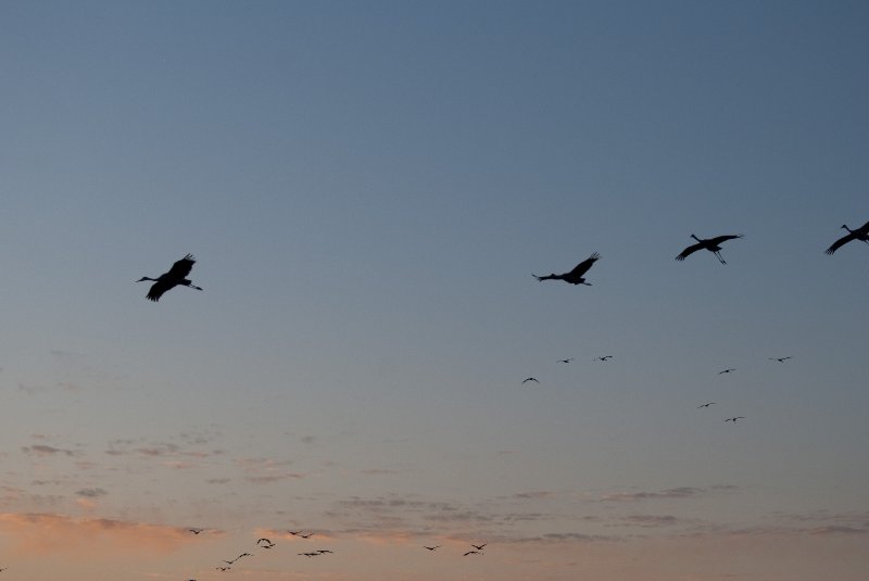 JasperPulaski110109-9975.jpg - Sandhill Cranes twilight flight to Jasper-Pulaski Fish and Wildlife Area