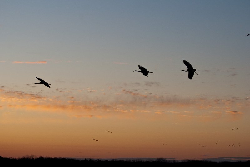 JasperPulaski110109-9976.jpg - Sandhill Cranes twilight flight to Jasper-Pulaski Fish and Wildlife Area