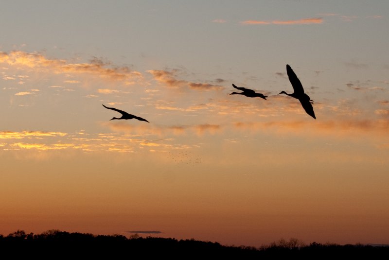 JasperPulaski110109-9977.jpg - Sandhill Cranes twilight flight to Jasper-Pulaski Fish and Wildlife Area