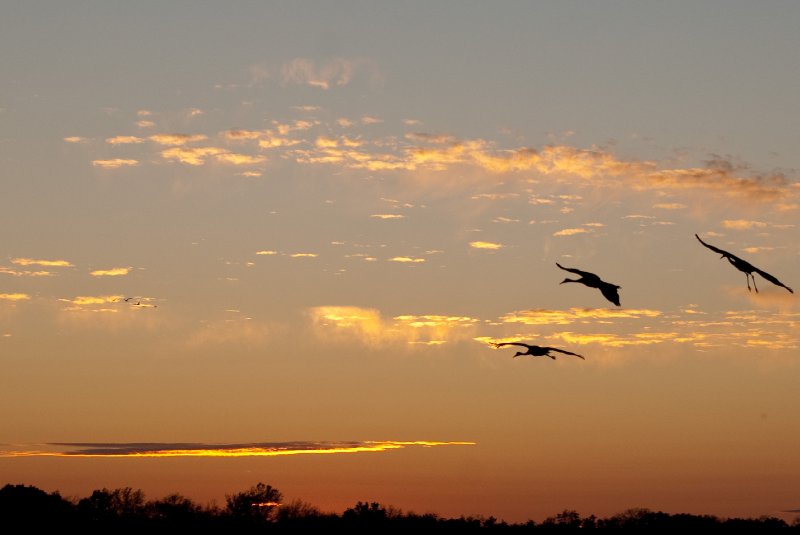 JasperPulaski110109-9978.jpg - Sandhill Cranes twilight flight to Jasper-Pulaski Fish and Wildlife Area