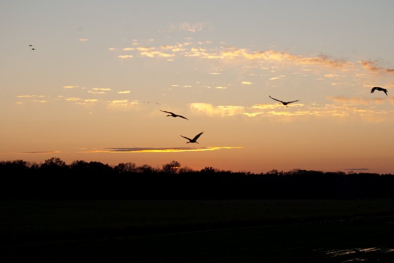 JasperPulaski110109-9979.jpg - Sandhill Cranes twilight flight to Jasper-Pulaski Fish and Wildlife Area