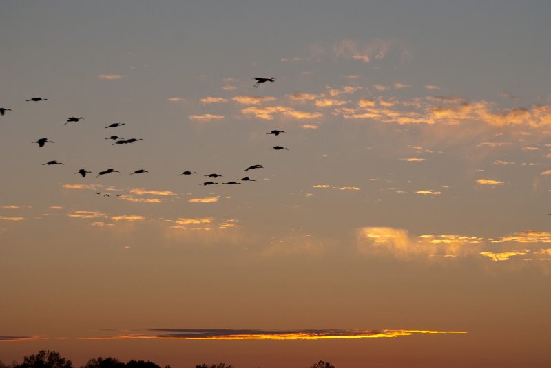 JasperPulaski110109-9980.jpg - Sandhill Cranes twilight flight to Jasper-Pulaski Fish and Wildlife Area