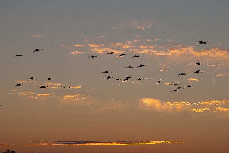 JasperPulaski110109-9981.jpg - Sandhill Cranes twilight flight to Jasper-Pulaski Fish and Wildlife Area