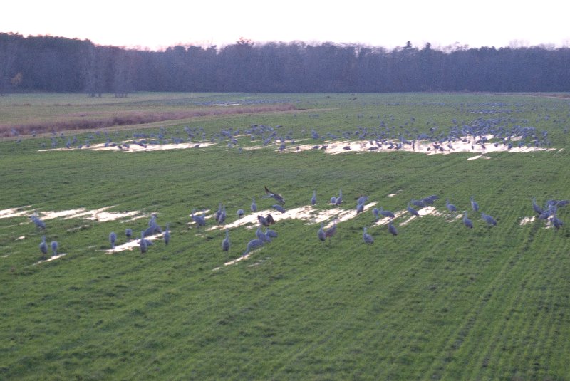 JasperPulaski110109-9982.jpg - Sandhill Cranes twilight flight to Jasper-Pulaski Fish and Wildlife Area