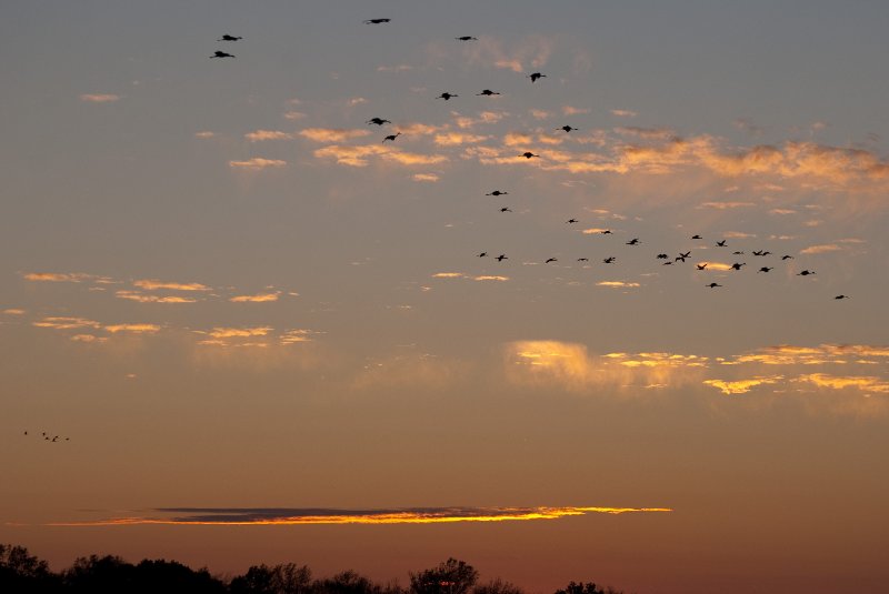 JasperPulaski110109-9983.jpg - Sandhill Cranes twilight flight to Jasper-Pulaski Fish and Wildlife Area