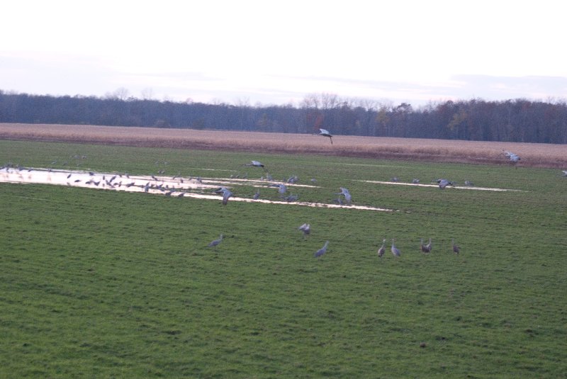 JasperPulaski110109-9984.jpg - Sandhill Cranes twilight flight to Jasper-Pulaski Fish and Wildlife Area