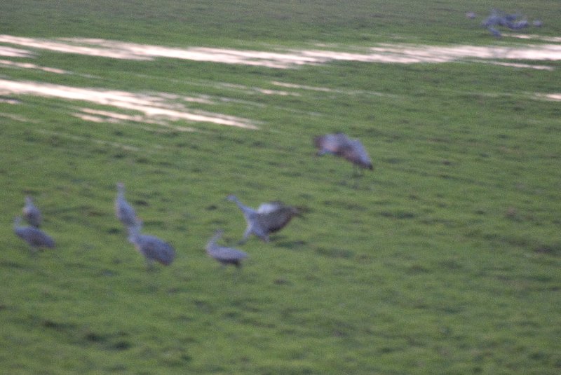 JasperPulaski110109-9986.jpg - Sandhill Cranes twilight flight to Jasper-Pulaski Fish and Wildlife Area