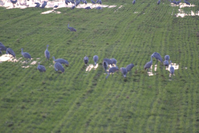 JasperPulaski110109-9987.jpg - Sandhill Cranes twilight flight to Jasper-Pulaski Fish and Wildlife Area