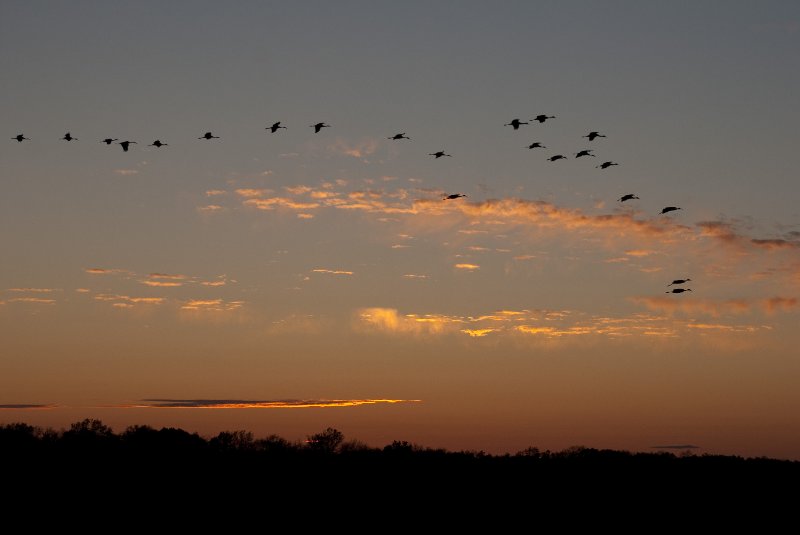 JasperPulaski110109-9988.jpg - Sandhill Cranes twilight flight to Jasper-Pulaski Fish and Wildlife Area