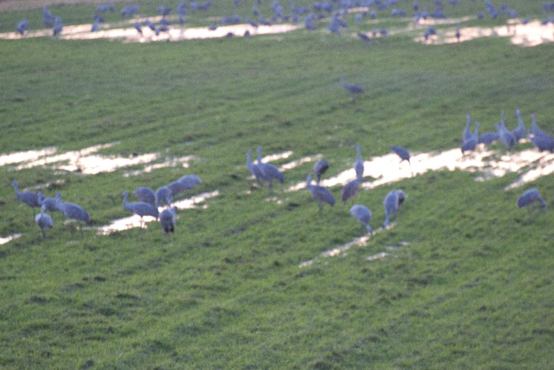 JasperPulaski110109-9989.jpg - Sandhill Cranes twilight flight to Jasper-Pulaski Fish and Wildlife Area