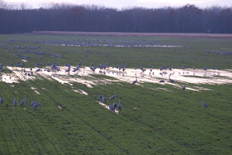 JasperPulaski110109-9991.jpg - Sandhill Cranes twilight flight to Jasper-Pulaski Fish and Wildlife Area