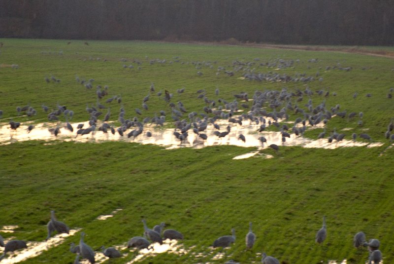 JasperPulaski110109-9992.jpg - Sandhill Cranes twilight flight to Jasper-Pulaski Fish and Wildlife Area