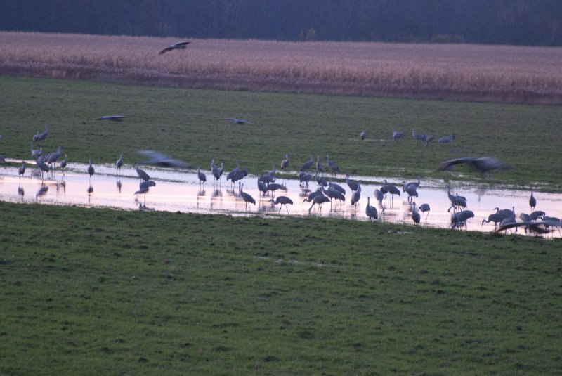 JasperPulaski110109-9993.jpg - Sandhill Cranes twilight flight to Jasper-Pulaski Fish and Wildlife Area